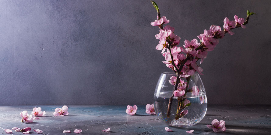 Hanami - Eine Hommage an Japan und die Kirschbl�te