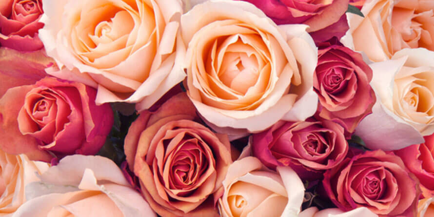 La vie en rose